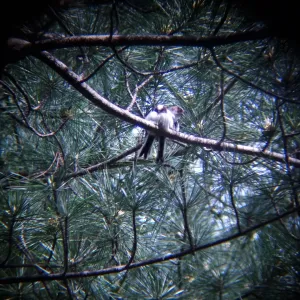 bird1